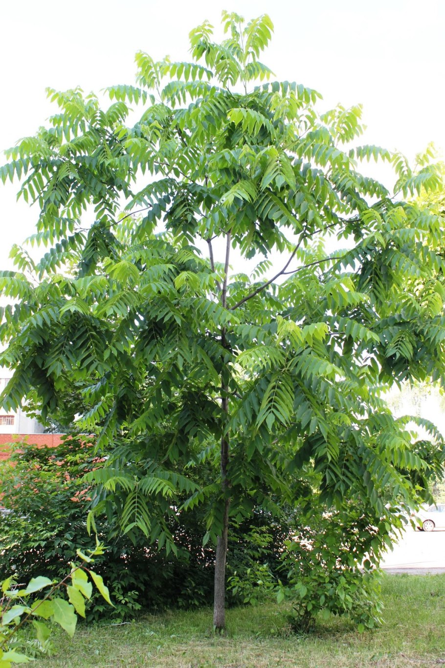 Орех маньчжурский кустарник