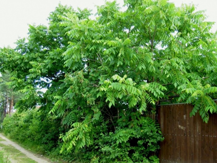 Маньчжурский орех в Приморье