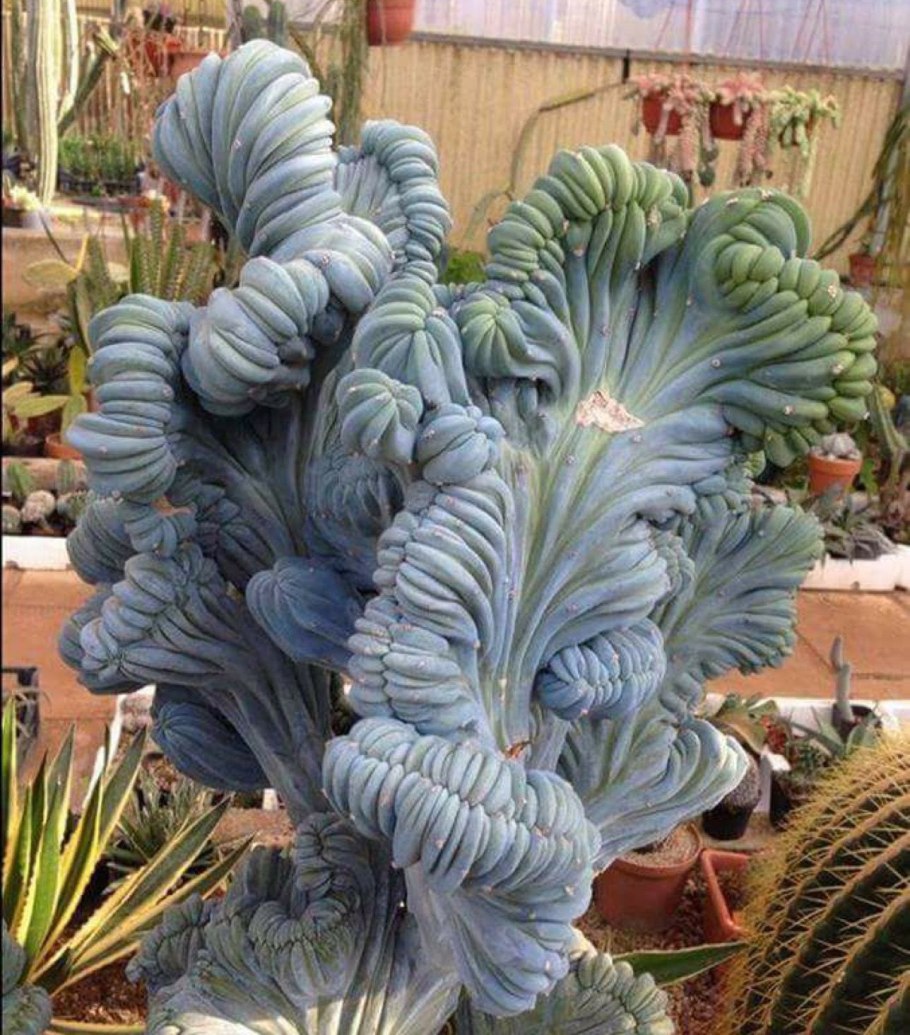 Миртиллокактус геометрический