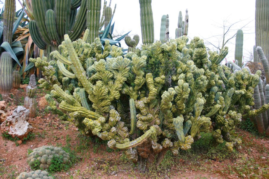 Кактус Myrtillocactus geometrizans