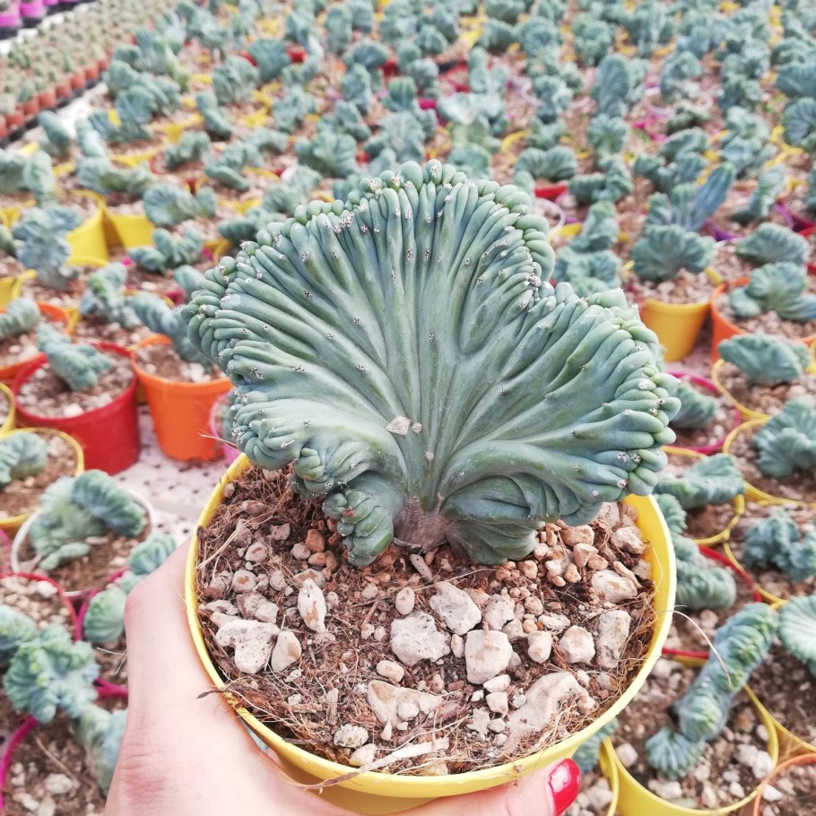 Кактус Миртиллокактус геометризанс