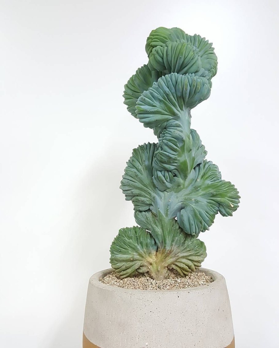 Миртиллокактус Кристата