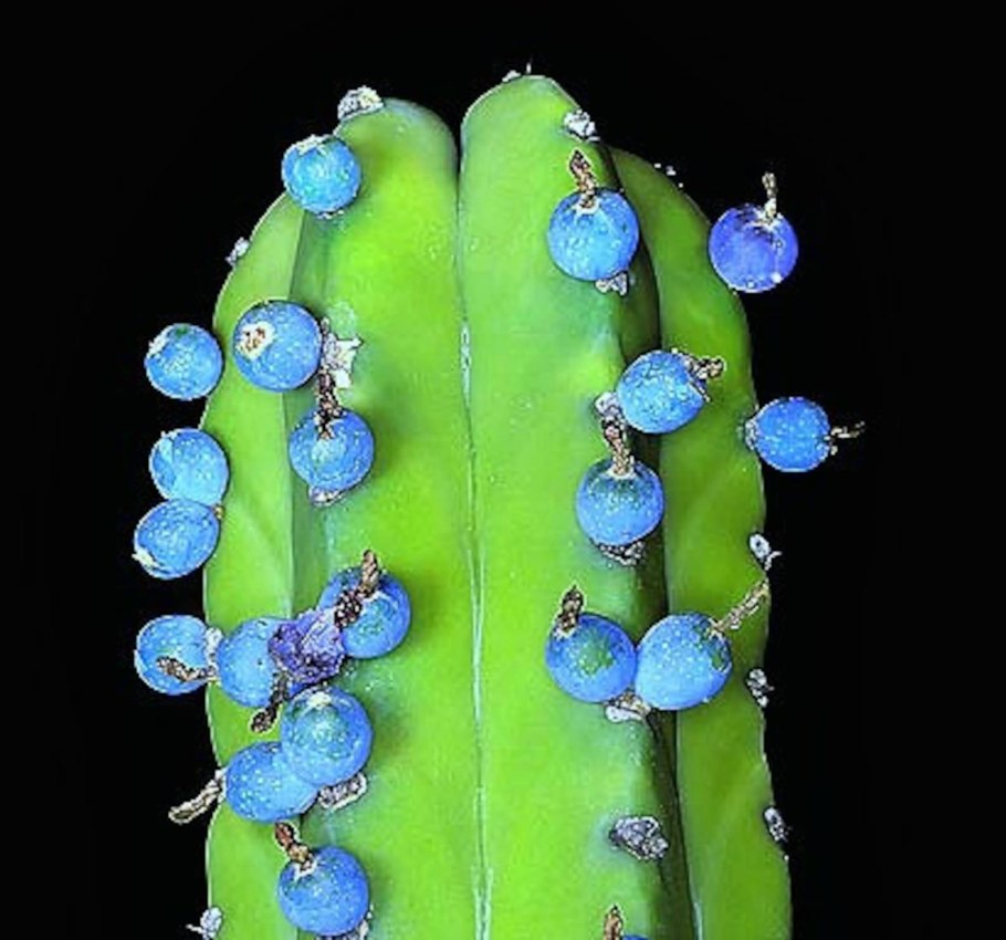 Myrtillocactus geometrizans fukurokuryuzinboku