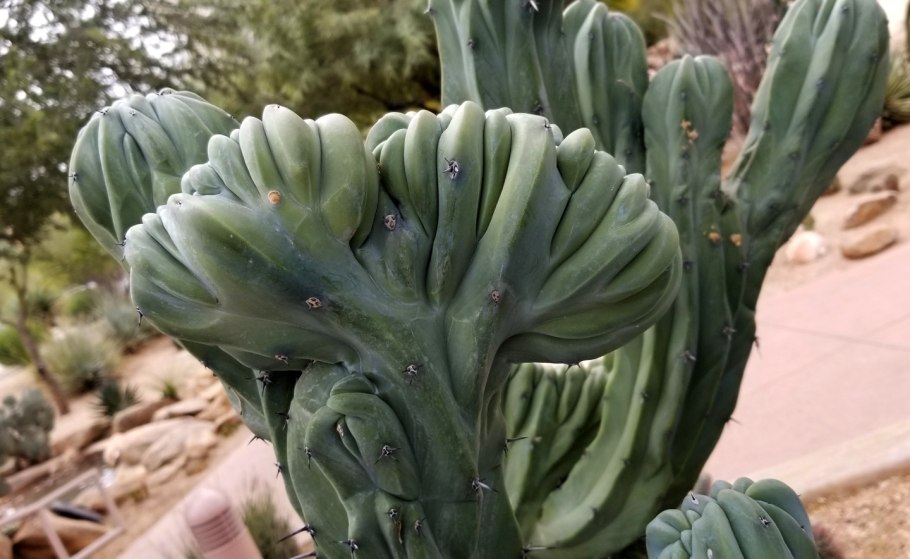 Myrtillocactus geometrizans