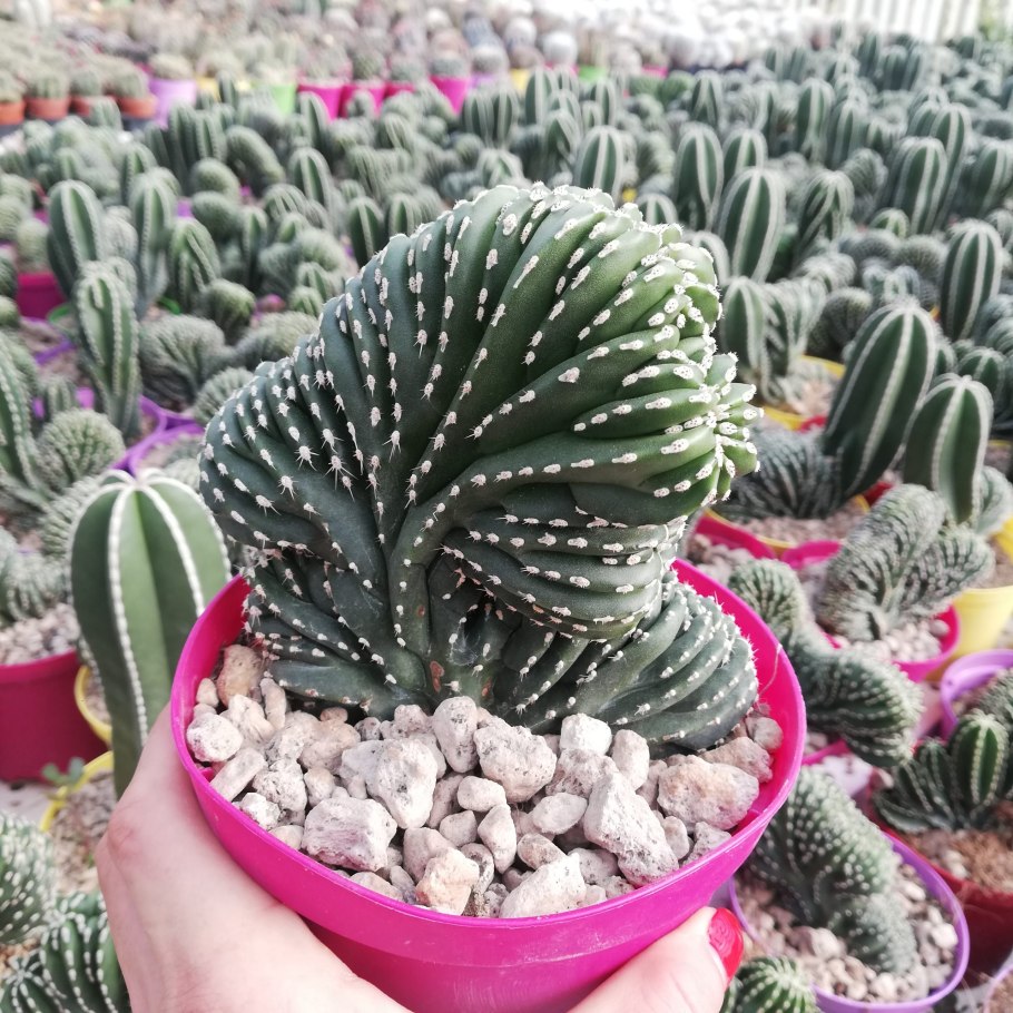 Миртиллокактус geometrizans