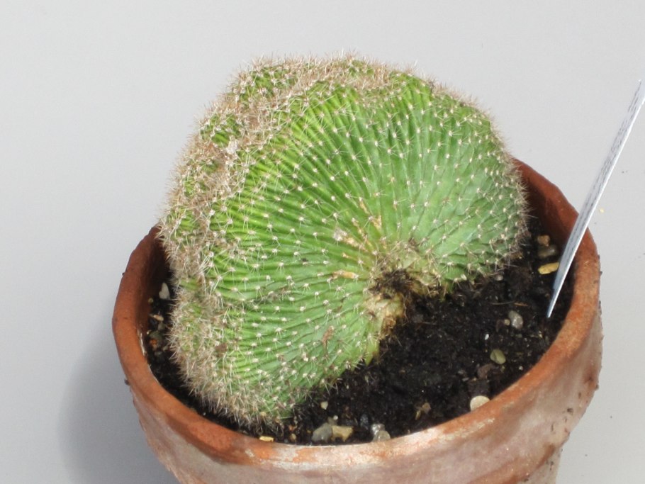 Myrtillocactus geometrizans
