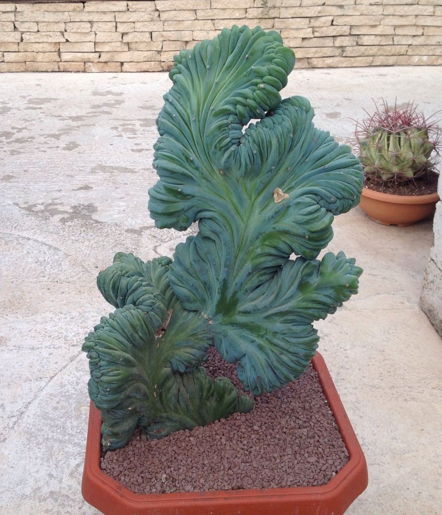 Миртиллокактус Кристата