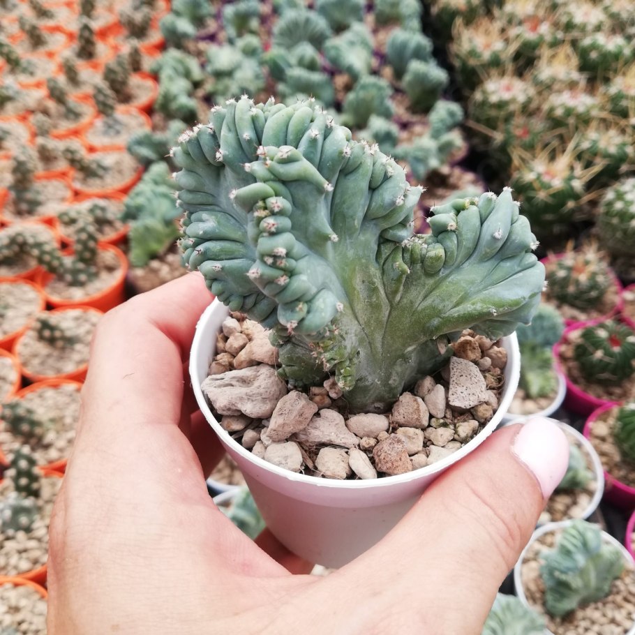 Миртиллокактус geometrizans