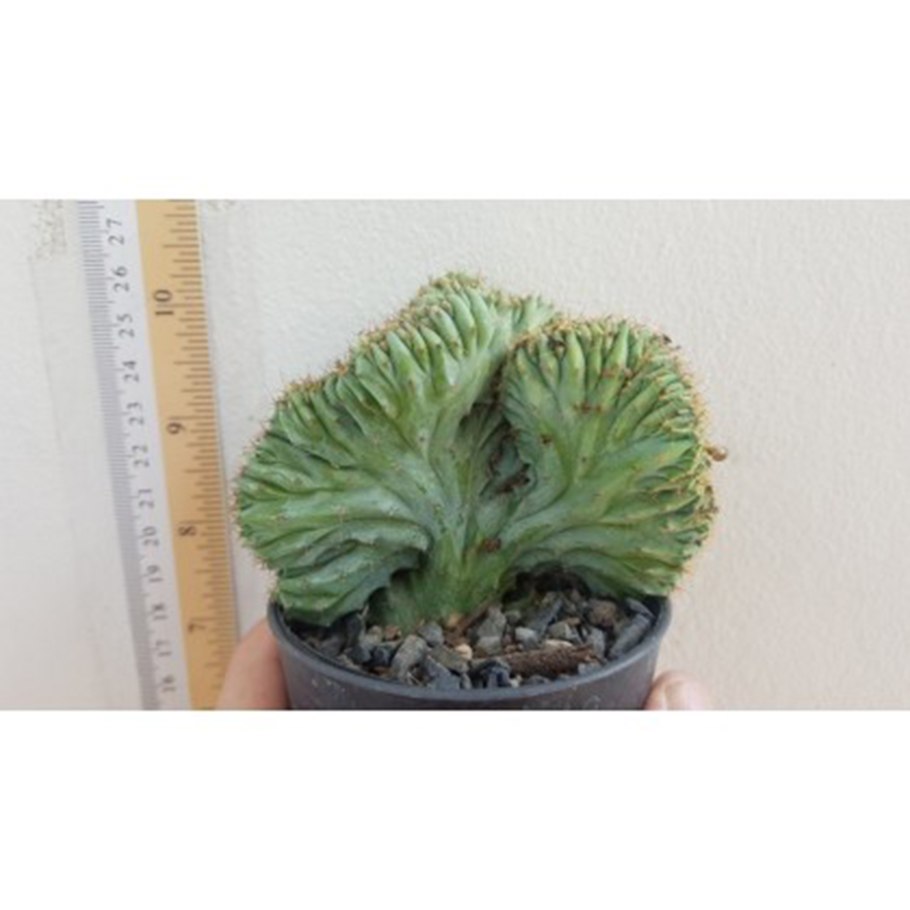 Миртиллокактус геометрический кристатная форма