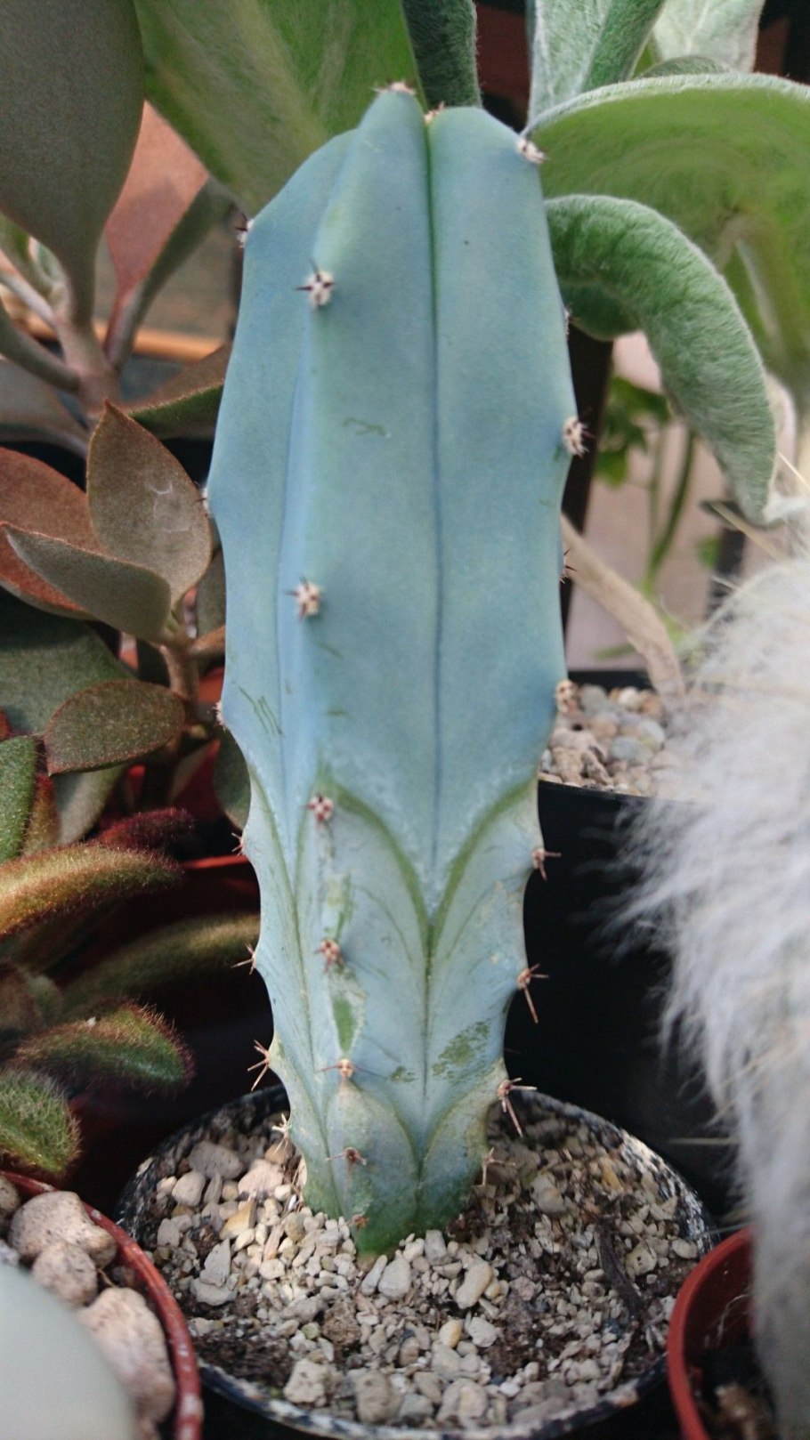 Myrtillocactus geometrizans