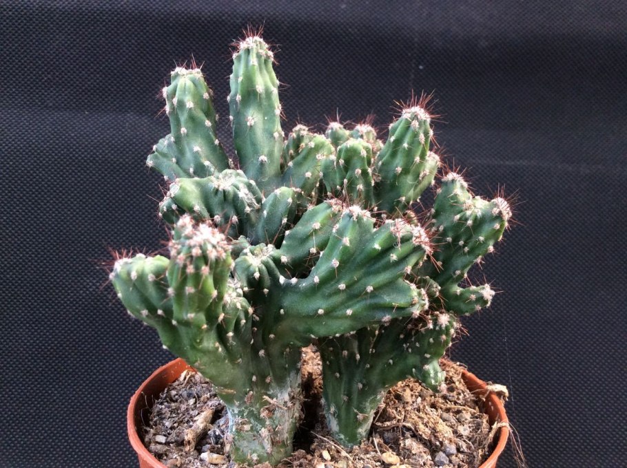 Кактус Миртиллокактус геометрический