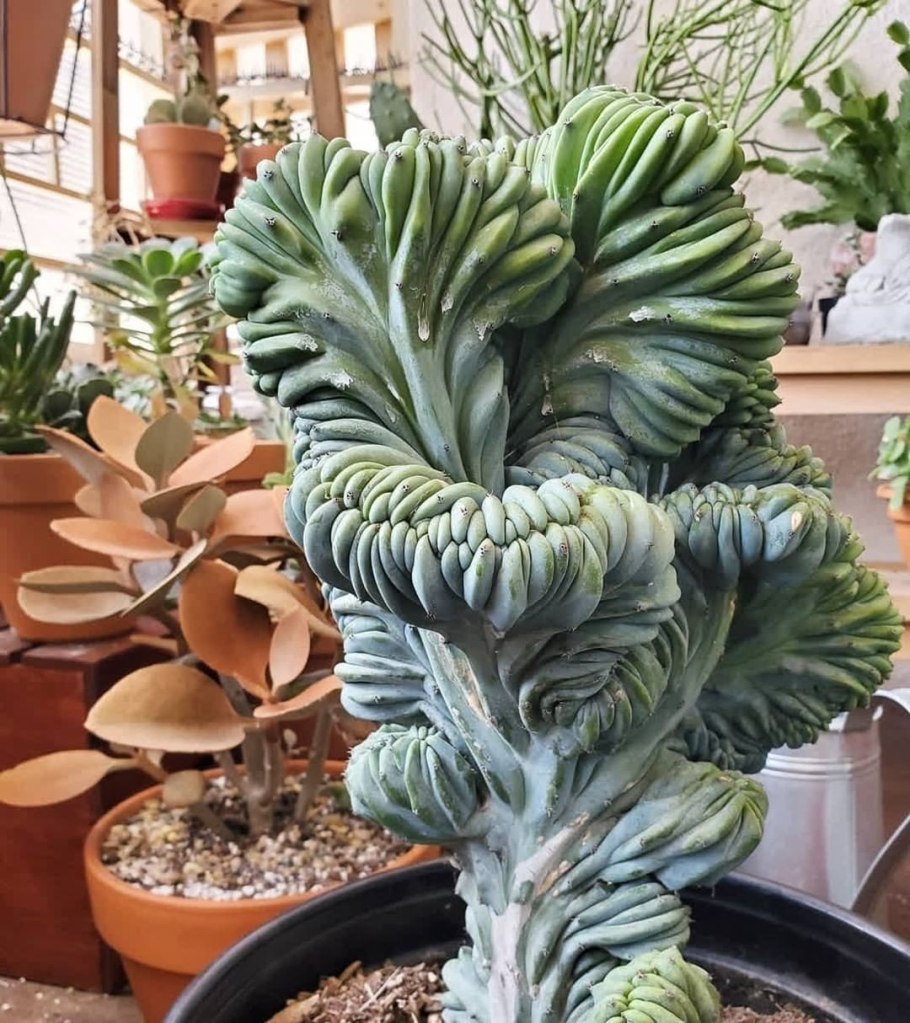 Миртиллокактус Кристата