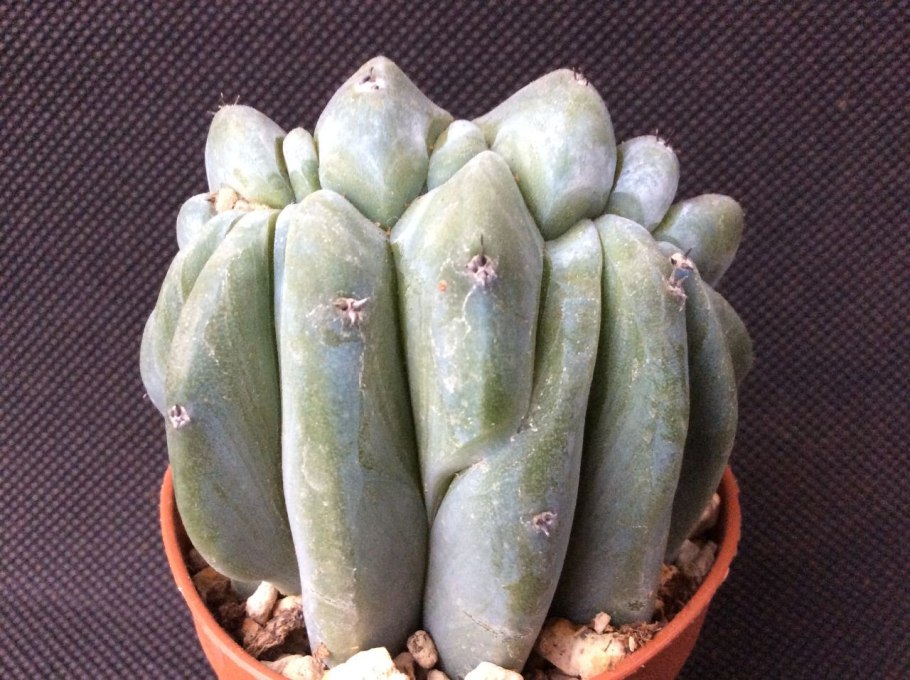 Миртиллокактус geometrizans