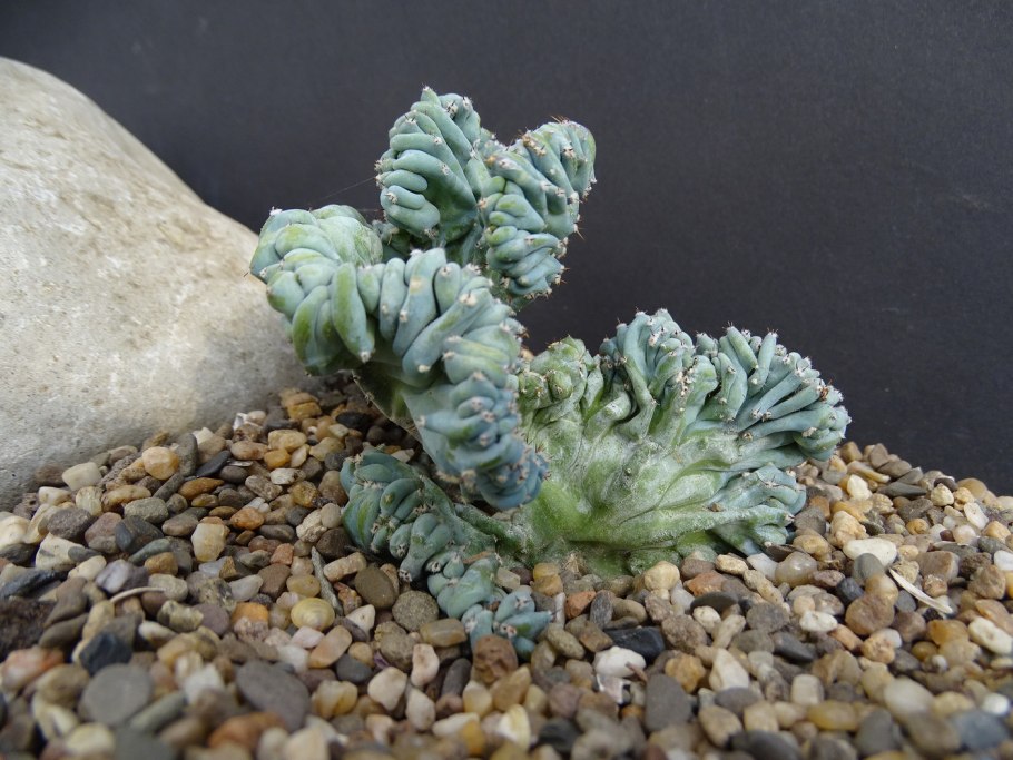 Миртиллокактус geometrizans