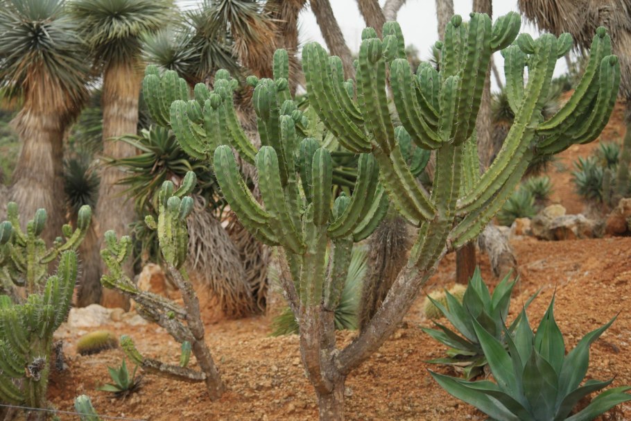 Myrtillocactus geometrizans