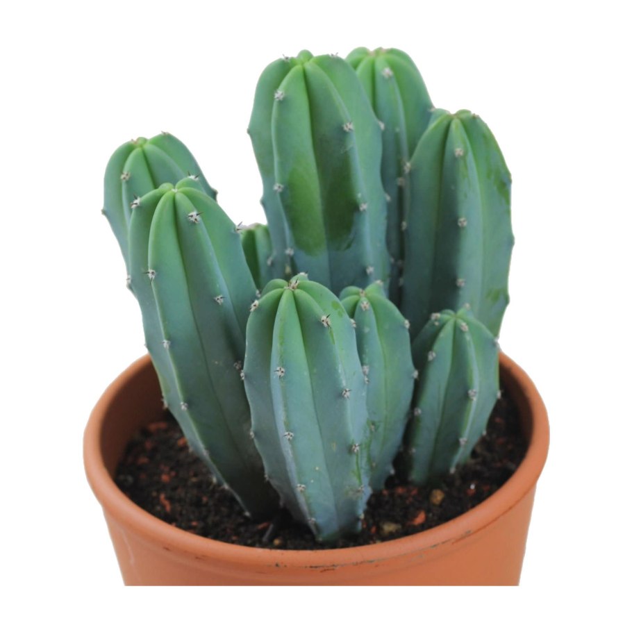 Кристатный Миртиллокактус