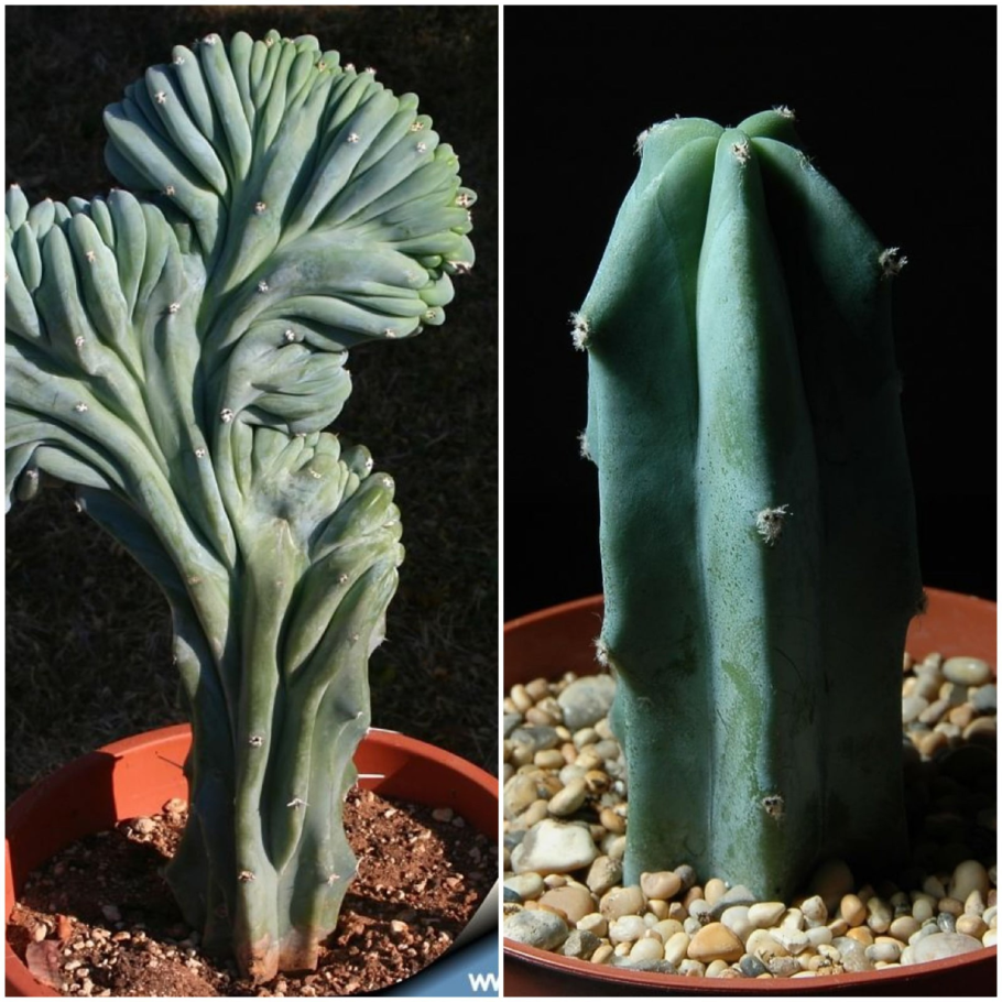 Кактус Myrtillocactus geometrizans cristata