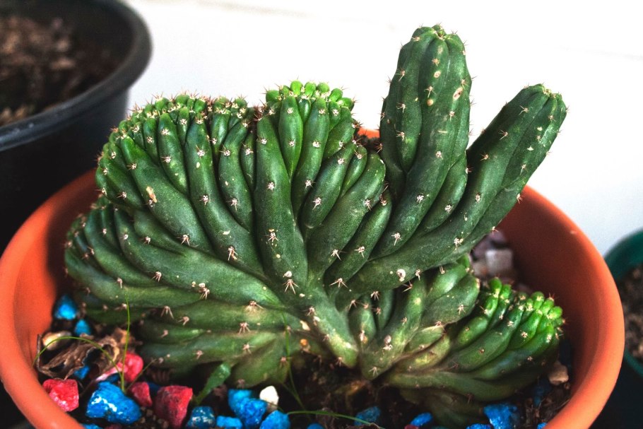 Myrtillocactus geometrizans