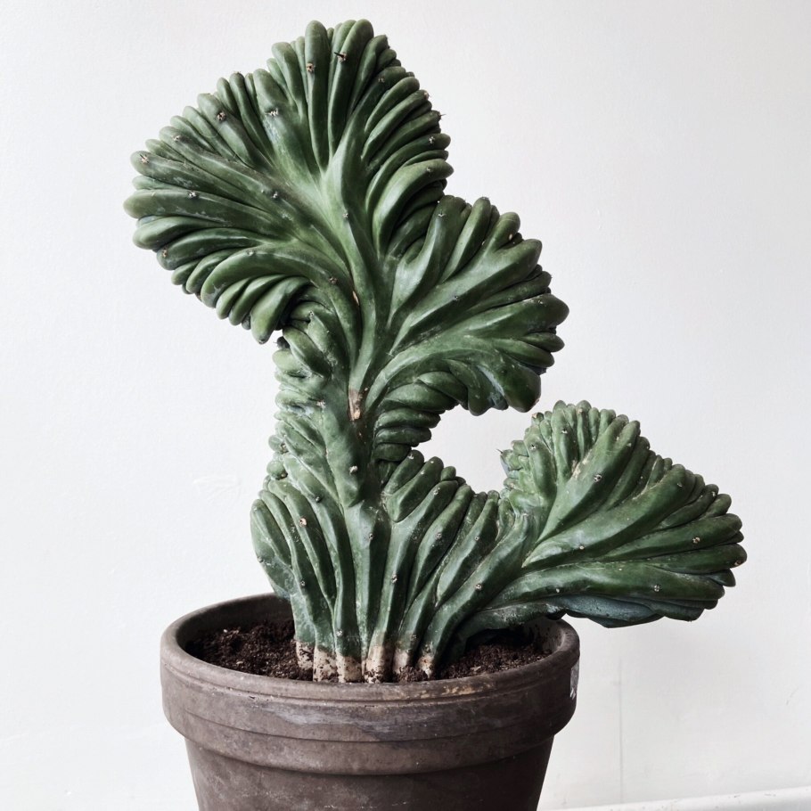 Миртиллокактус Кристата