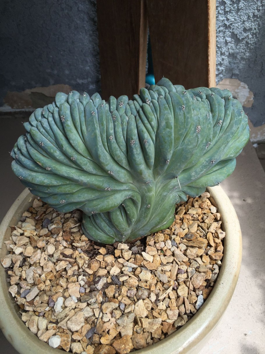 Как Миртиллокактус укоренить