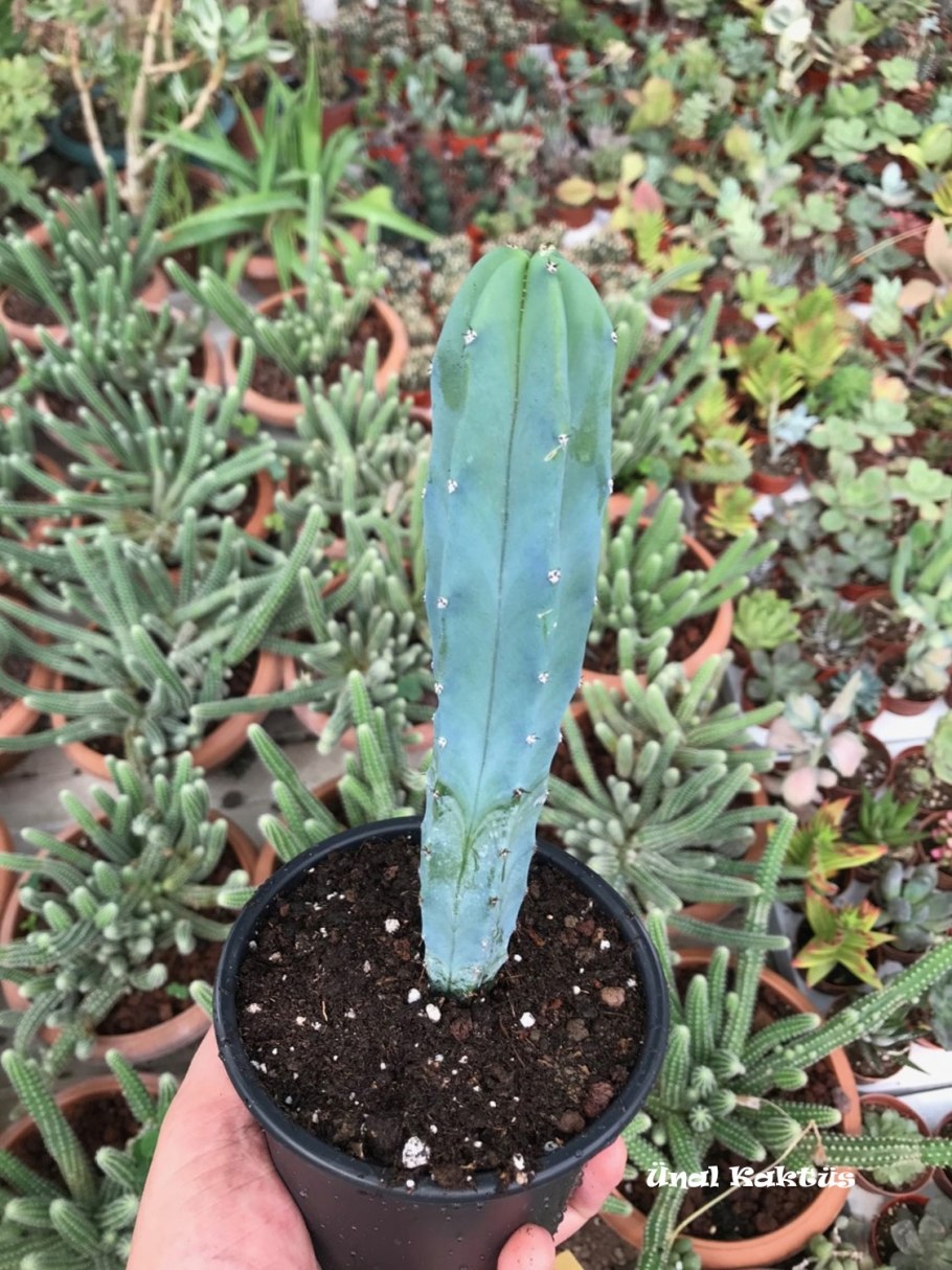 Миртиллокактус geometrizans