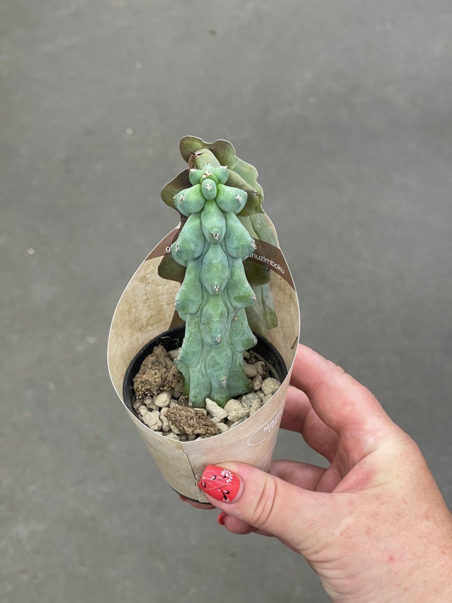 Миртиллокактус геометрический на Кактус Гарден