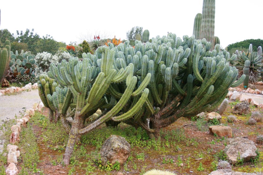 Myrtillocactus geometrizans