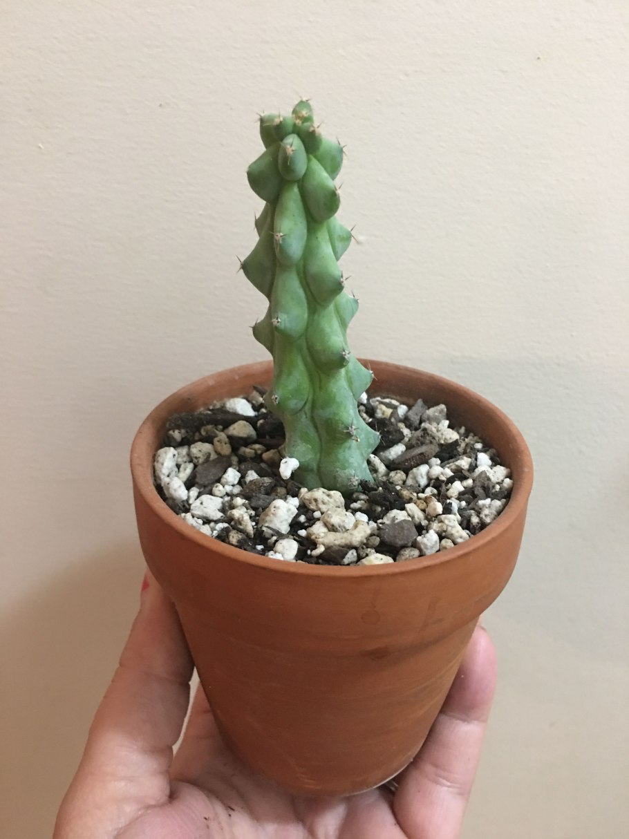 Миртиллокактус geometrizans