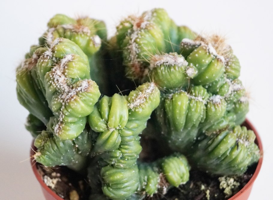 Геометризанс Кактус