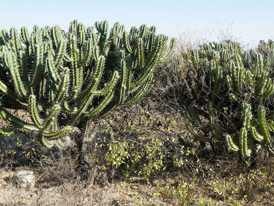 Myrtillocactus geometrizans