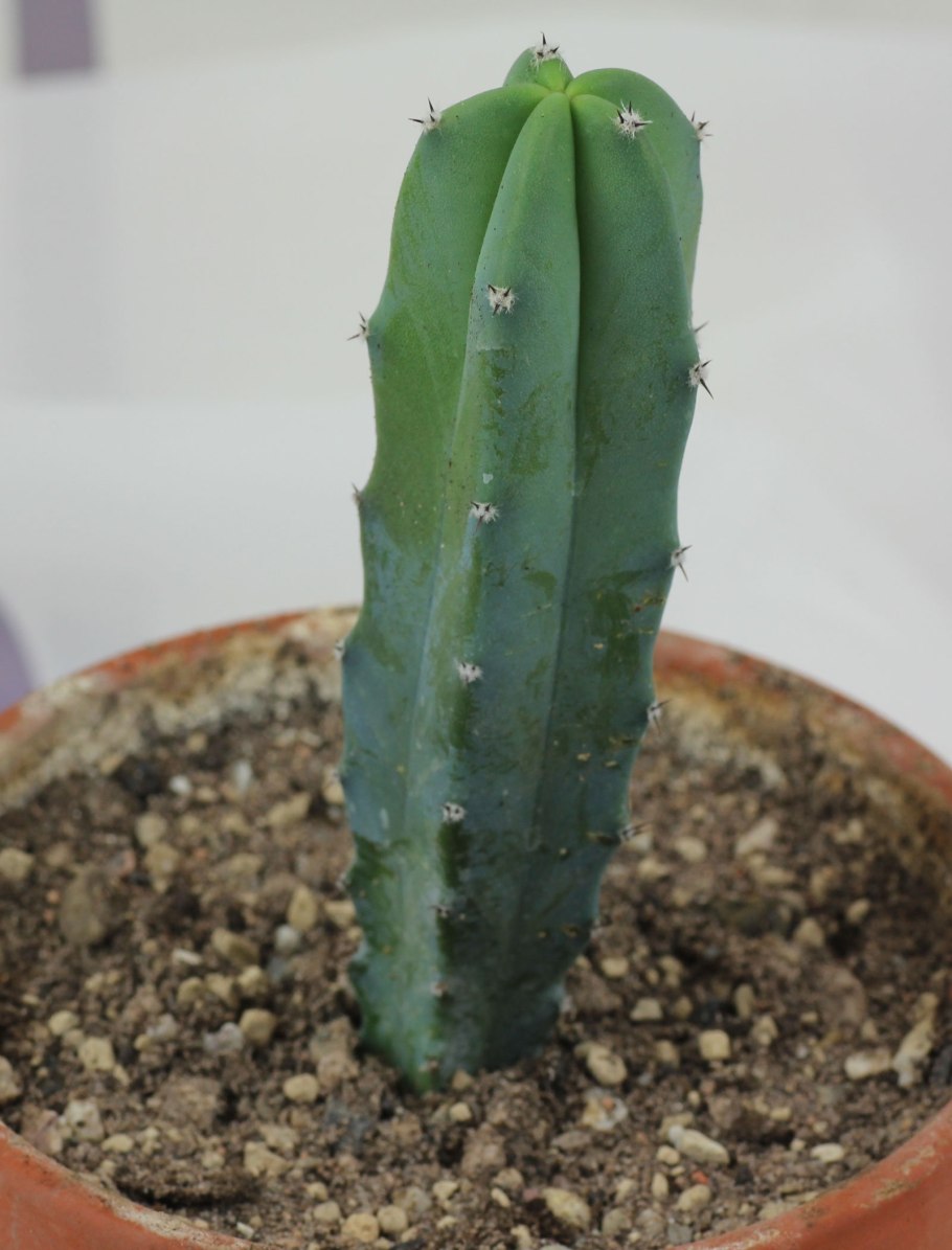 Кактус Myrtillocactus geometrizans