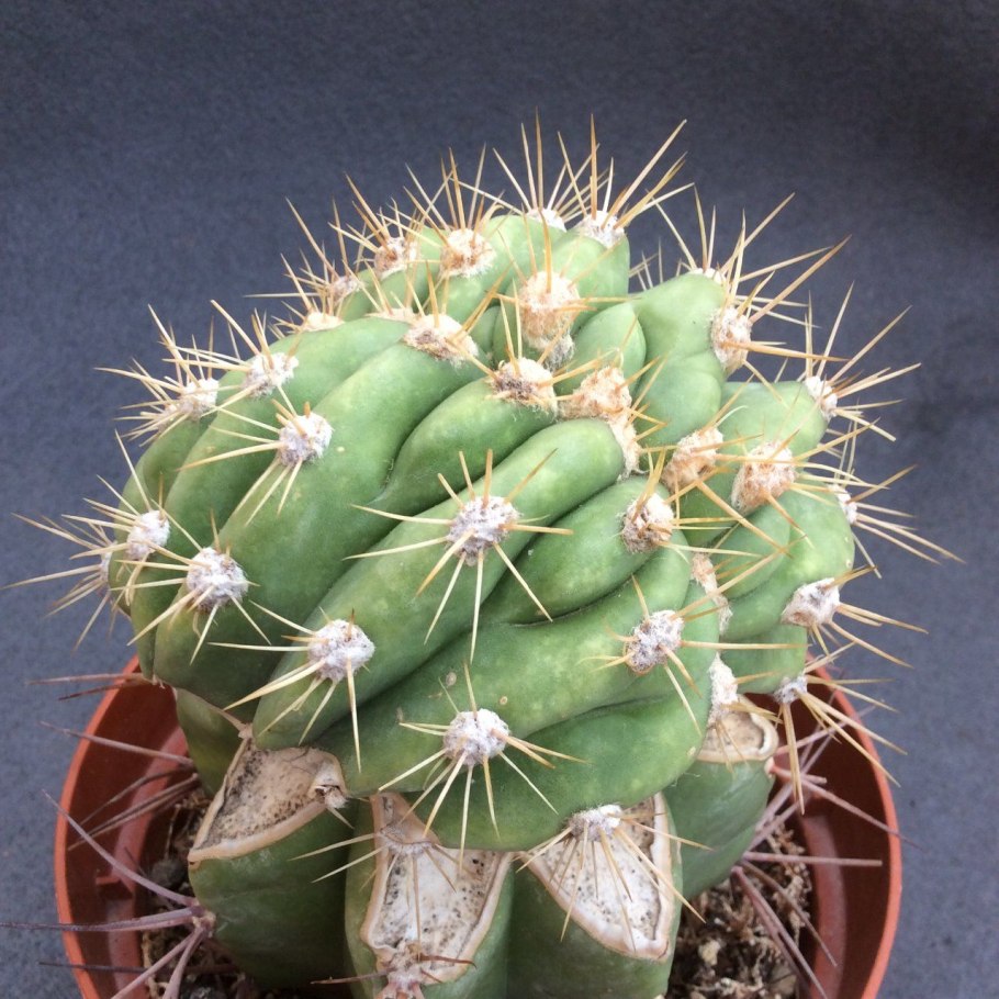 Кактус гимнокалициум дамси