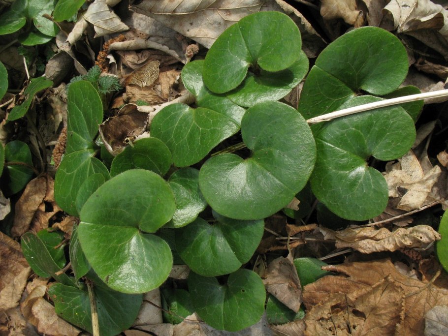 Копытень Европейский Asarum europaeum