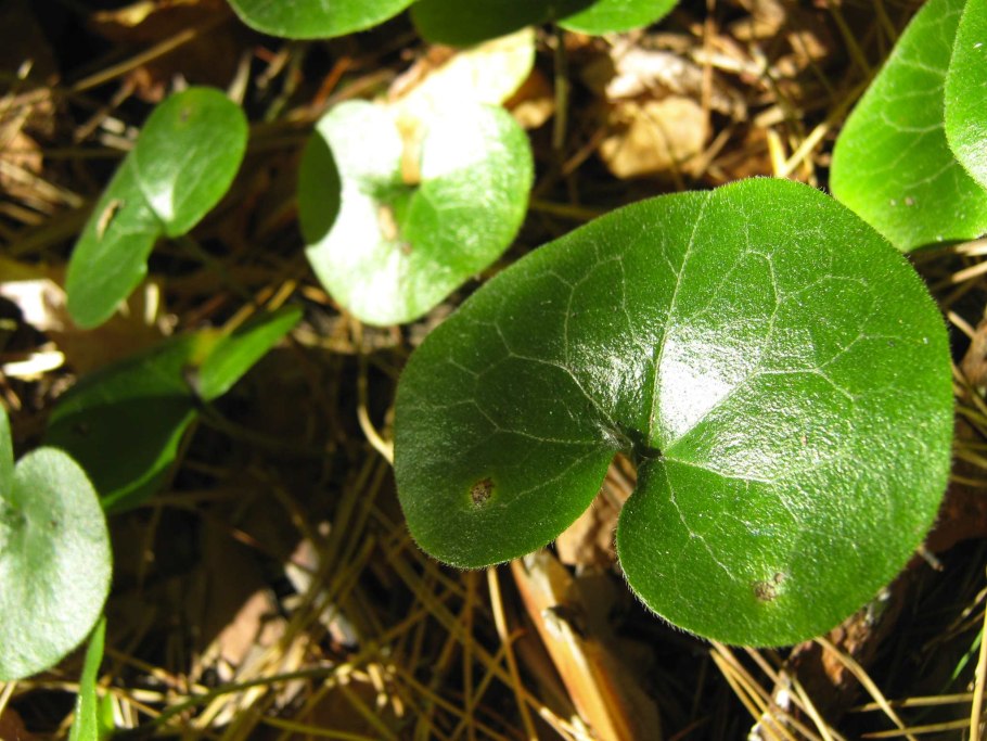 Копытень (Asarum)