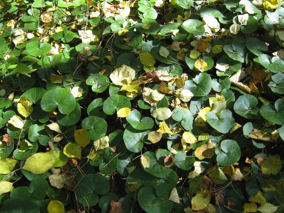 Копытень Asarum europaeum