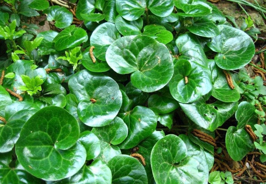 Копытень Европейский Asarum europaeum