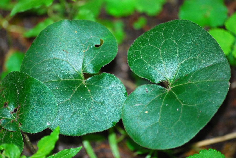 Копытень Европейский Asarum europaeum