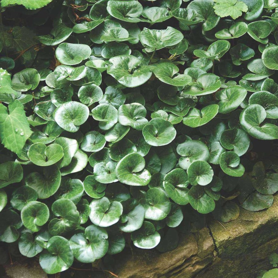 Копытень Европейский Asarum europaeum