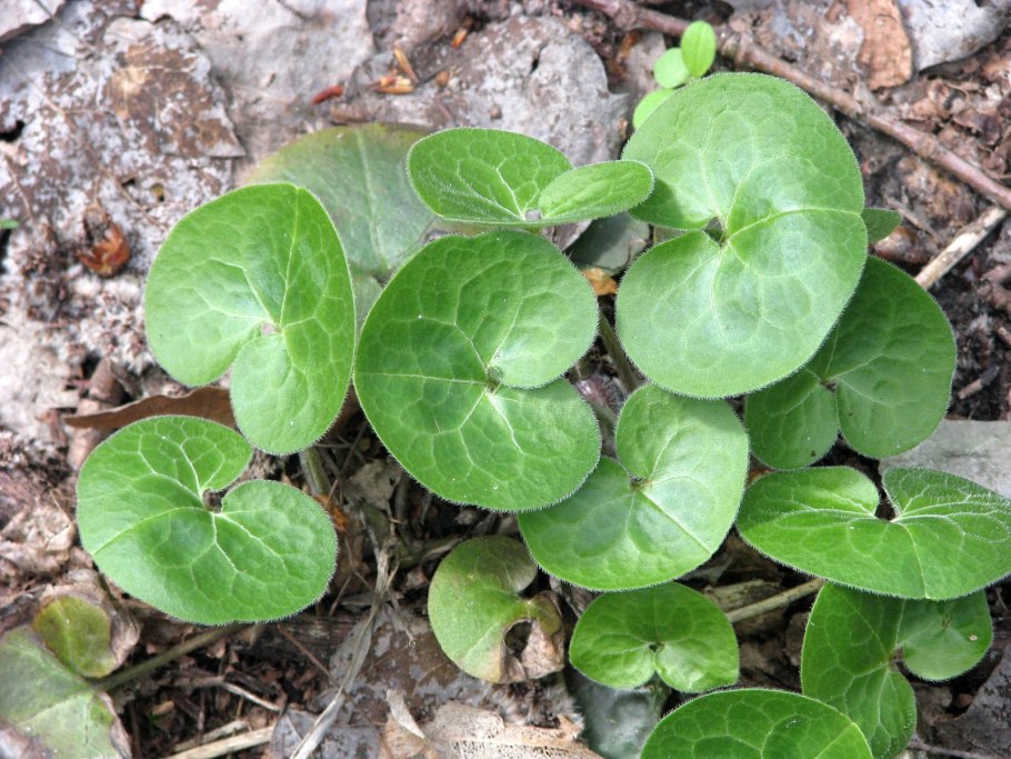 Asarum europaeum l. копытень Европейский