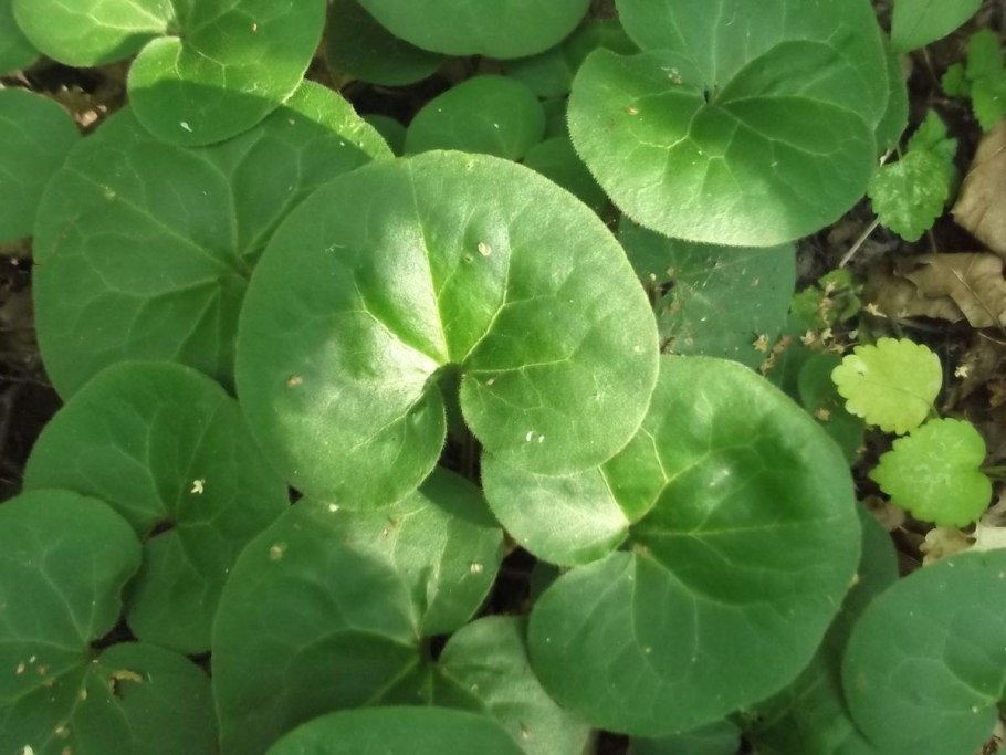 Копытень Европейский