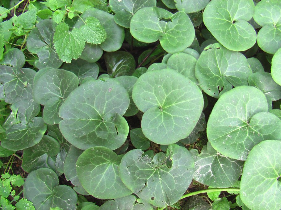 Копытень почвопокровный