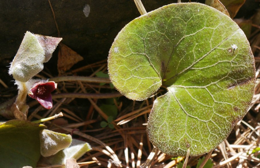 Копытень обыкновенный