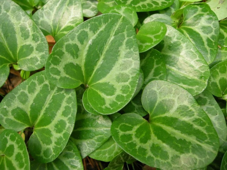 Копытень ползучий