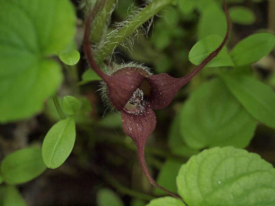 Копытень Европейский Кислица