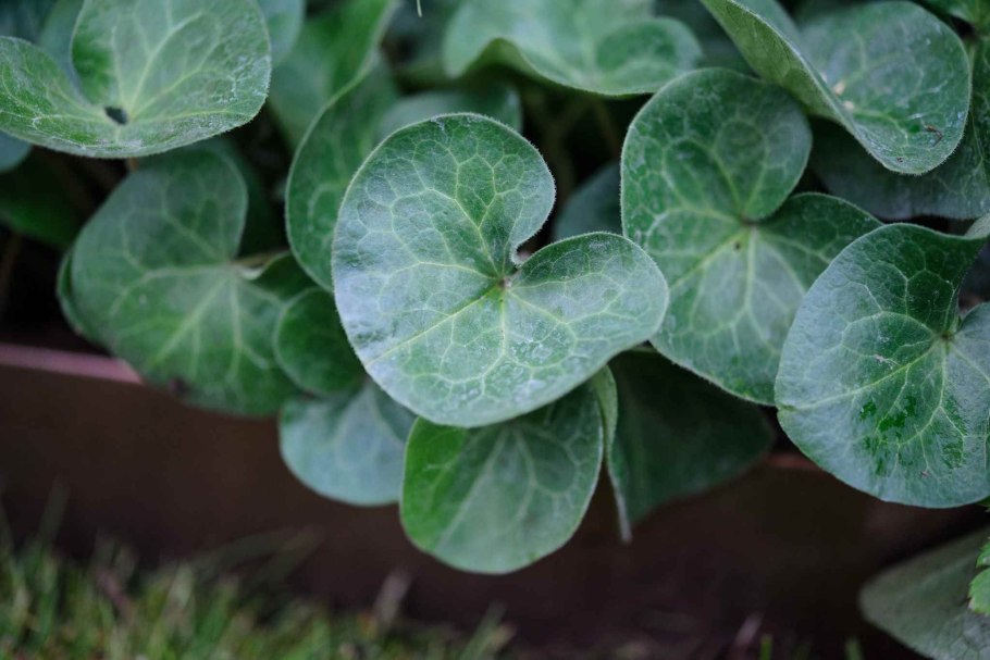 Копытень обыкновенный