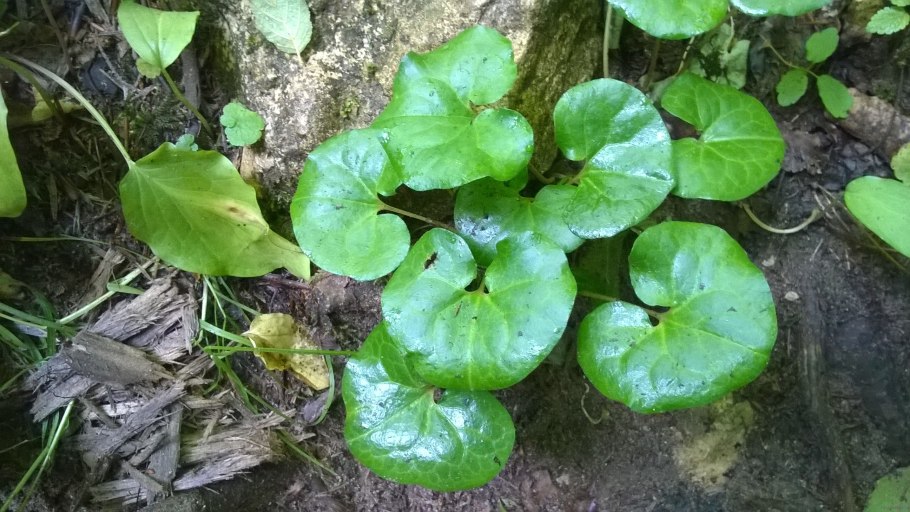 Вечнозеленый копытень