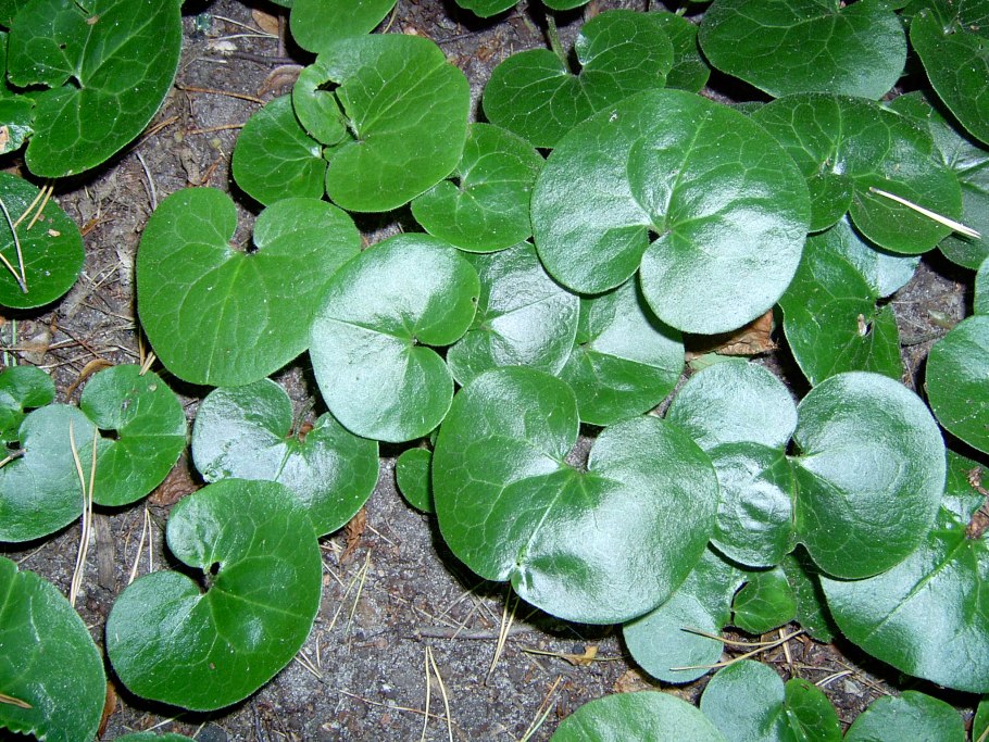 Asarum canadense