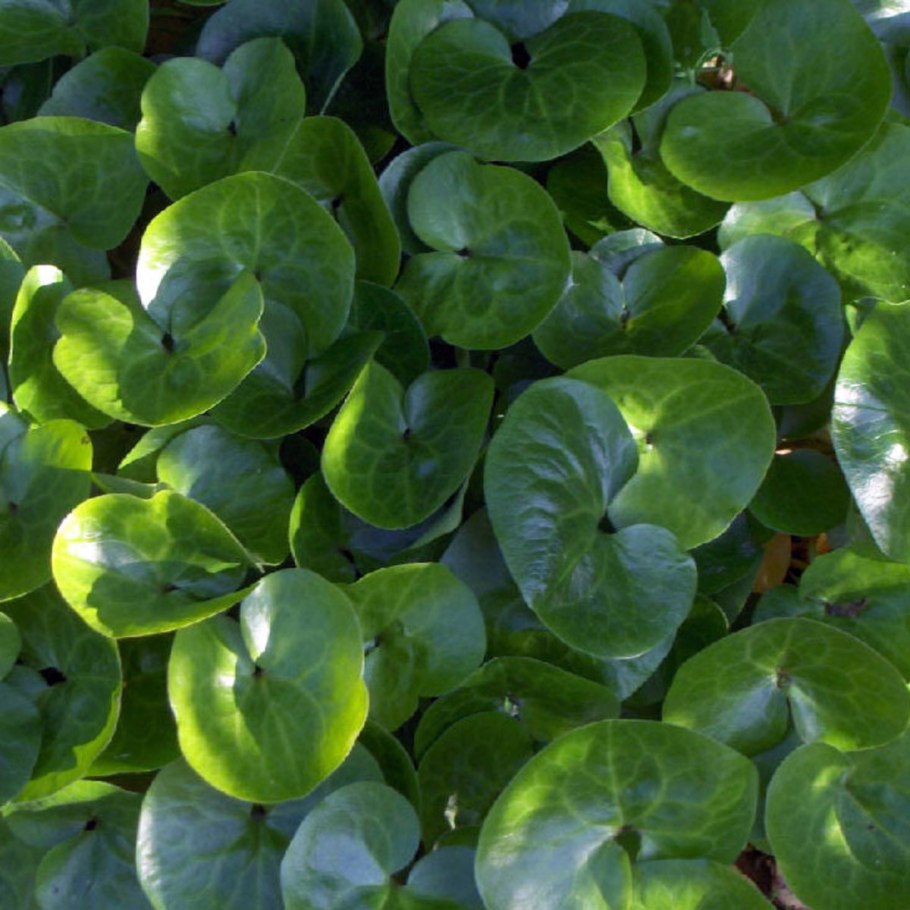 Asarum europaeum l. копытень Европейский
