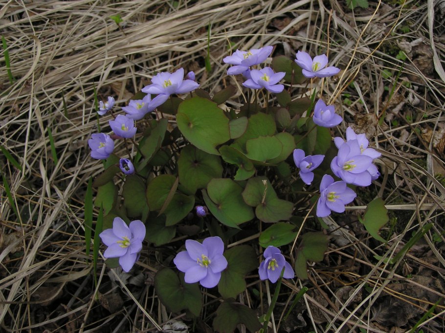 Копытень Европейский