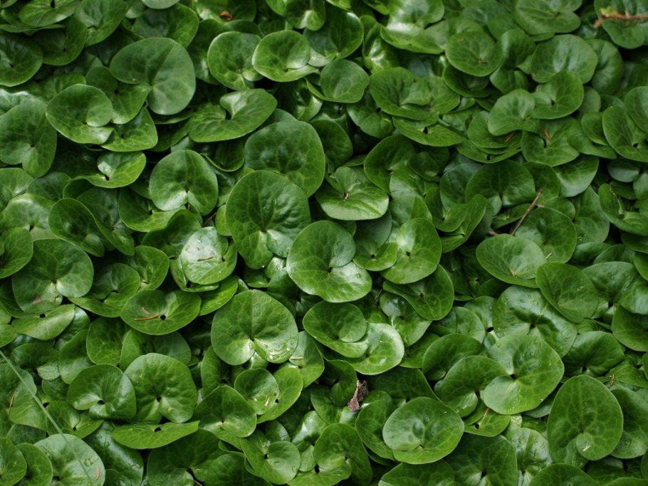 Копытень Европейский в Алтае